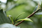 古茶树