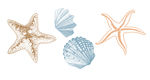海洋生物