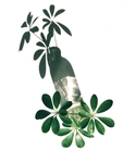 绿植倒影