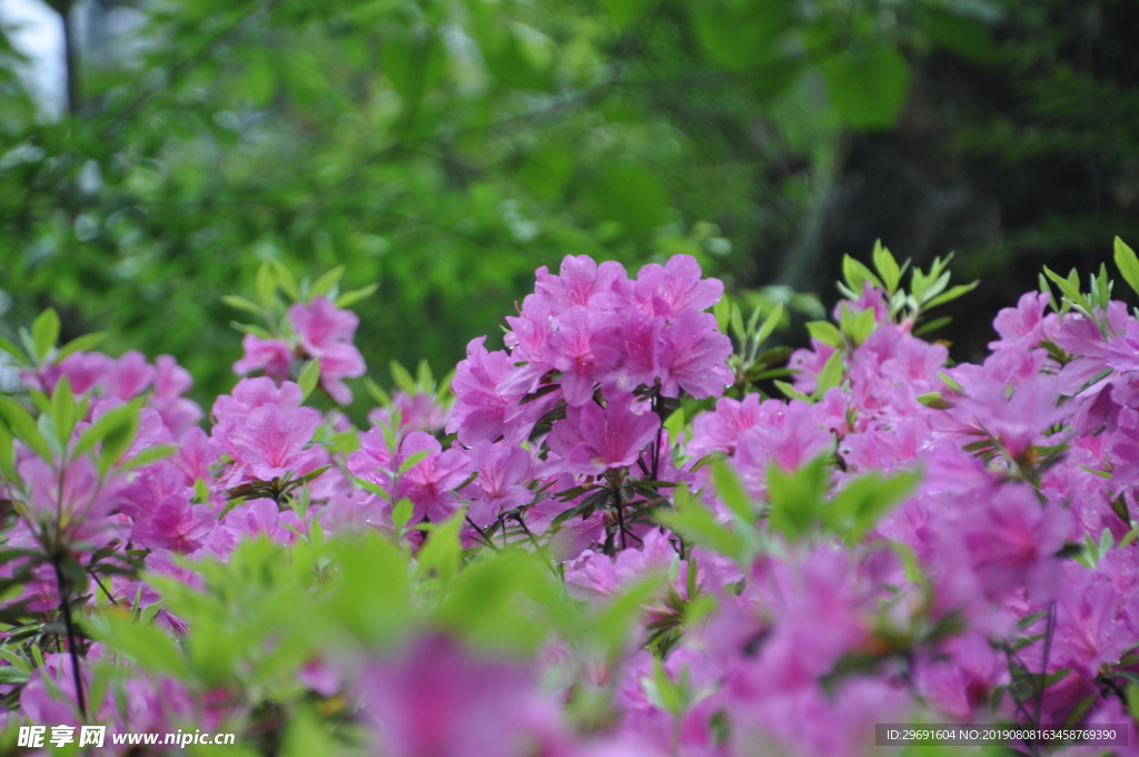 杜鹃花