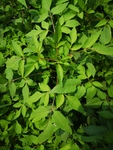 鬼针草