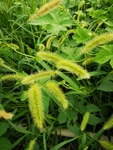 狗尾草