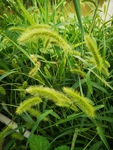 狗尾草