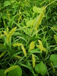 狗尾草