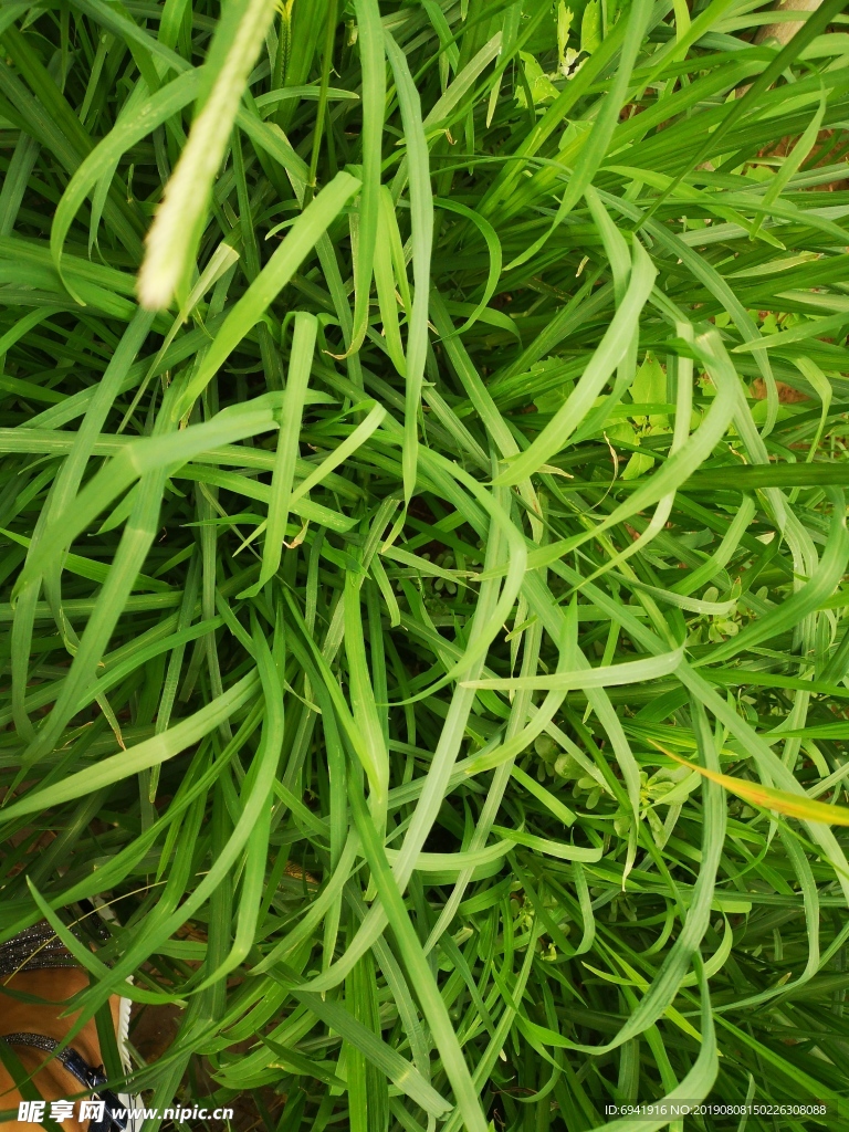 草