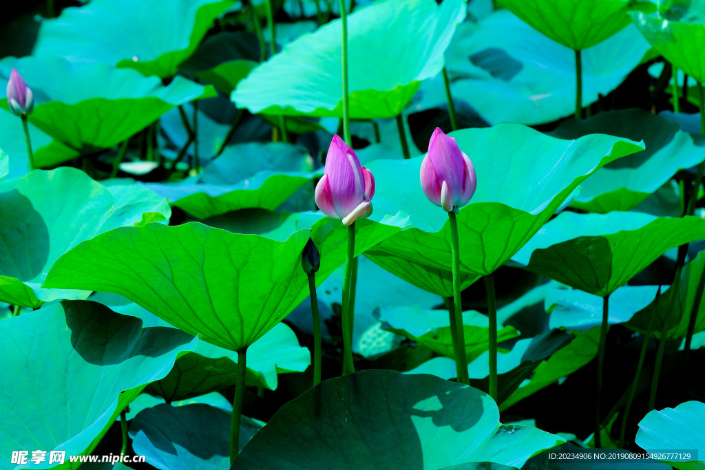 荷花