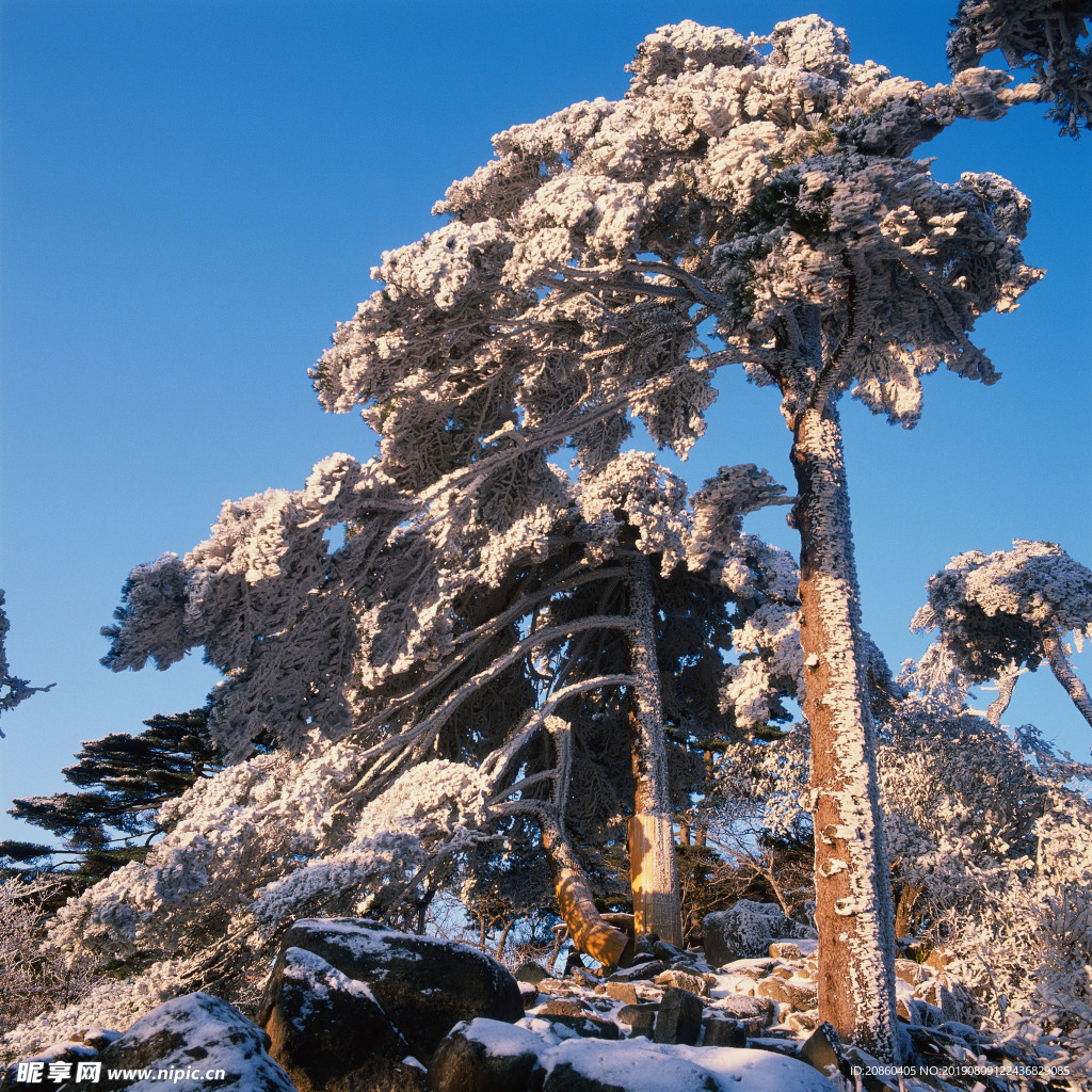 松柏雪景