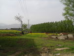 草地