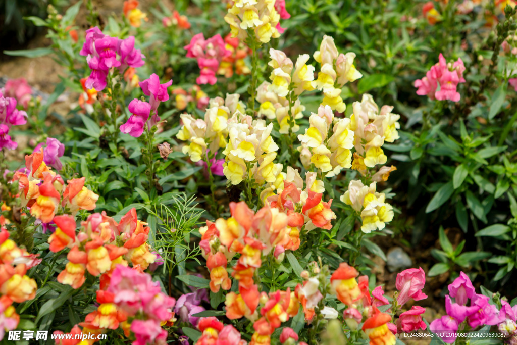 小黄花