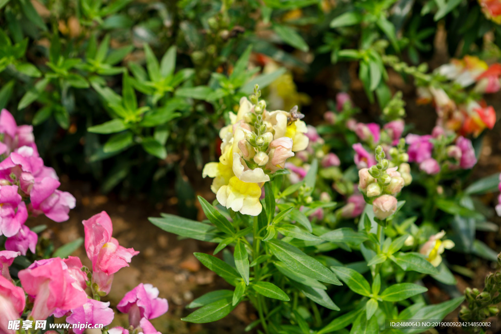 黄花