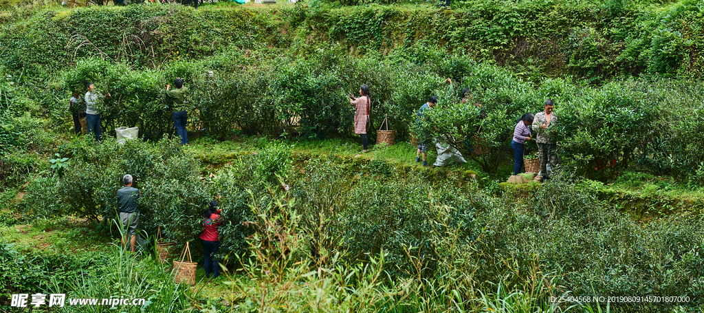 武夷山采春茶