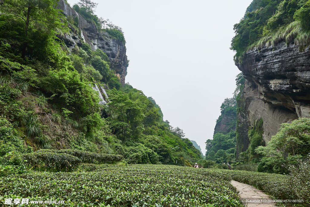 武夷山茶园