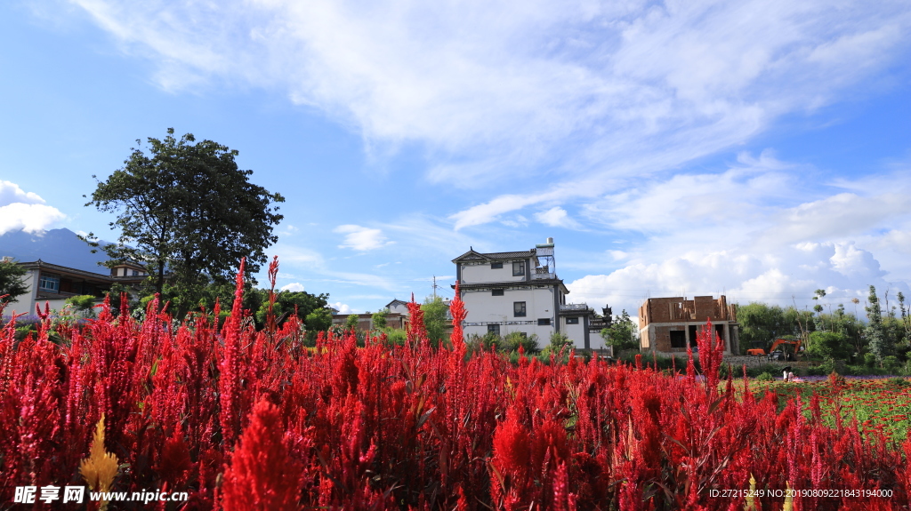 花海