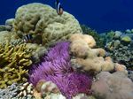 印尼美娜多海底世界
