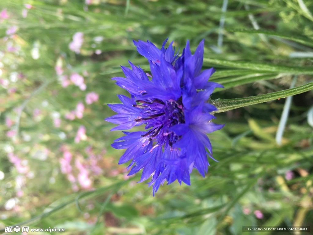 蓝色矢车菊 蓝芙蓉 翠兰