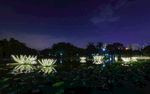 深圳洪湖公园夜景