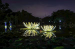 深圳洪湖公园夜景
