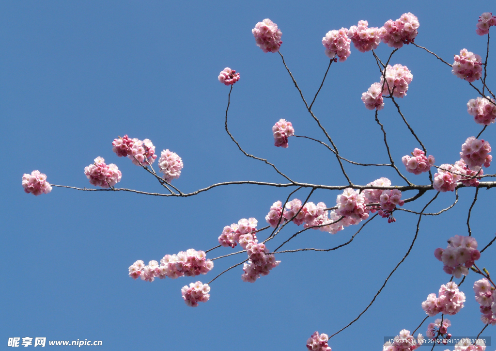 樱花
