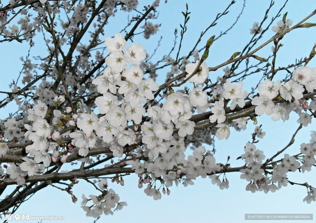樱花