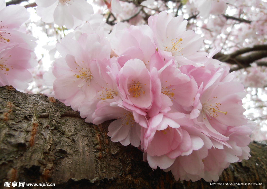 樱花