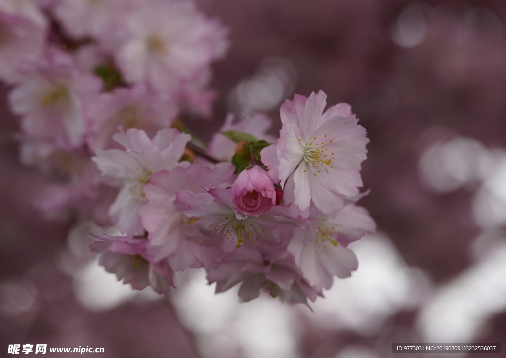 樱花