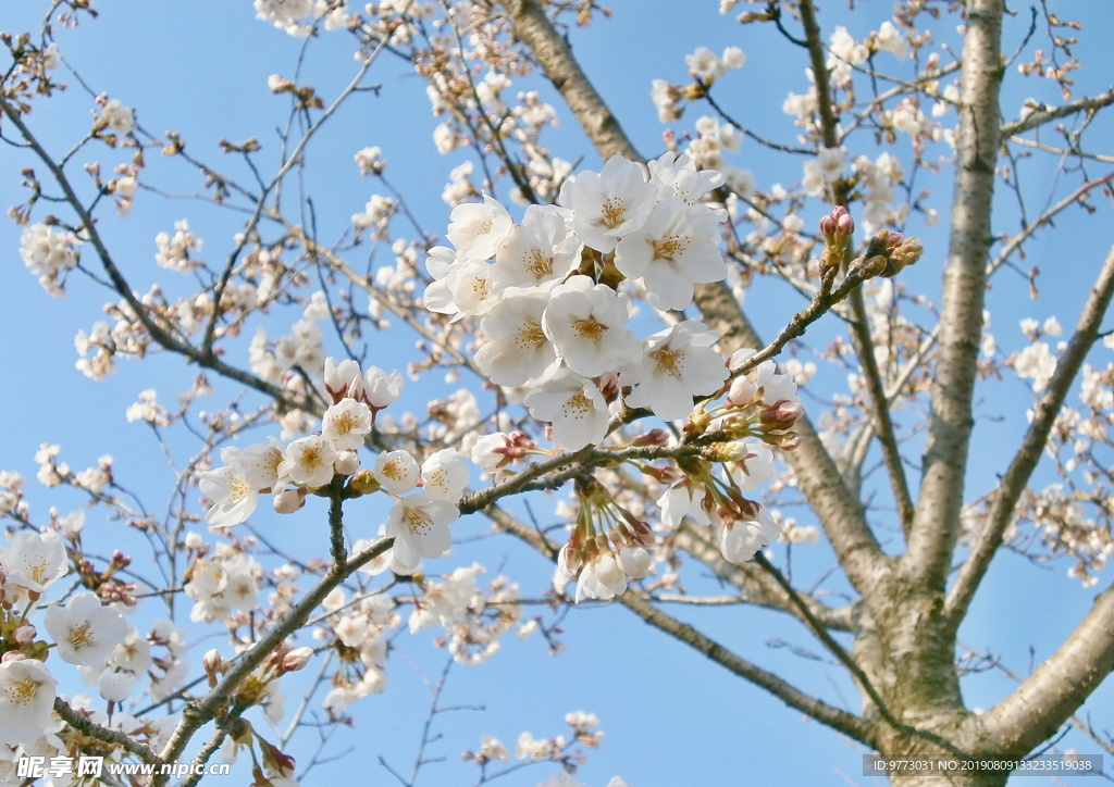 樱花