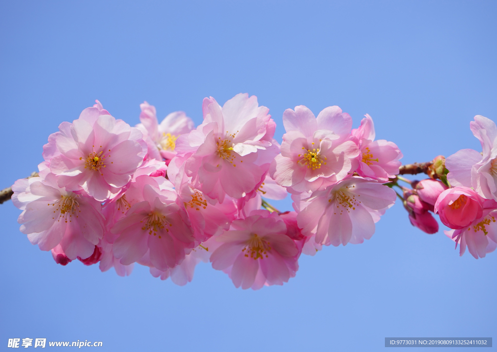 樱花