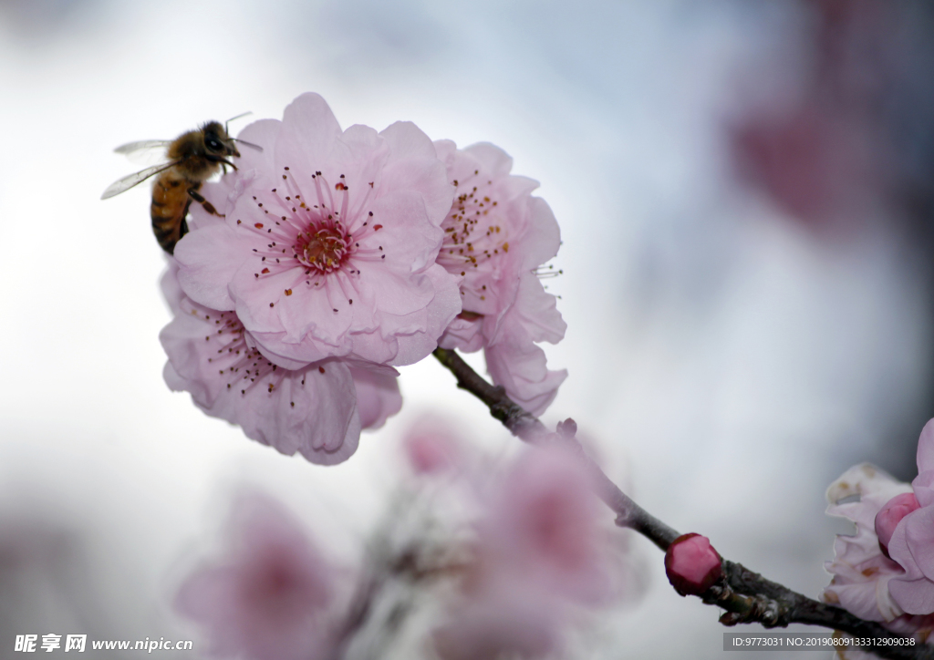 樱花