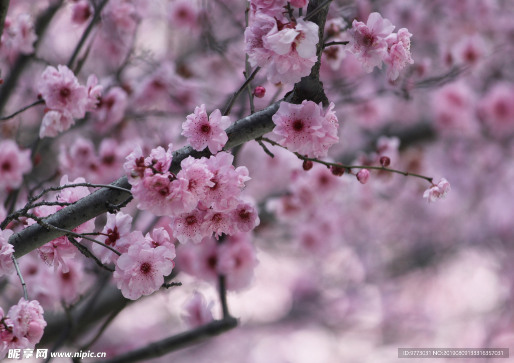 樱花