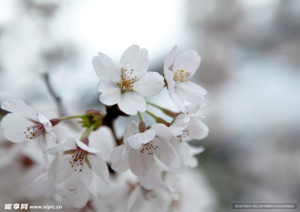 樱花