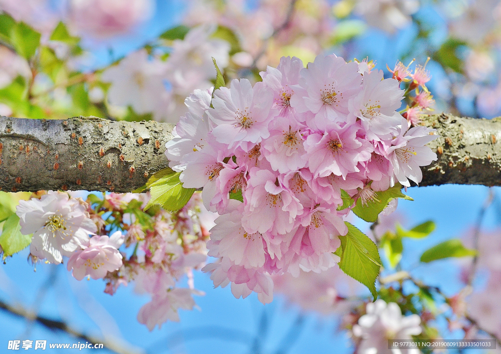 樱花