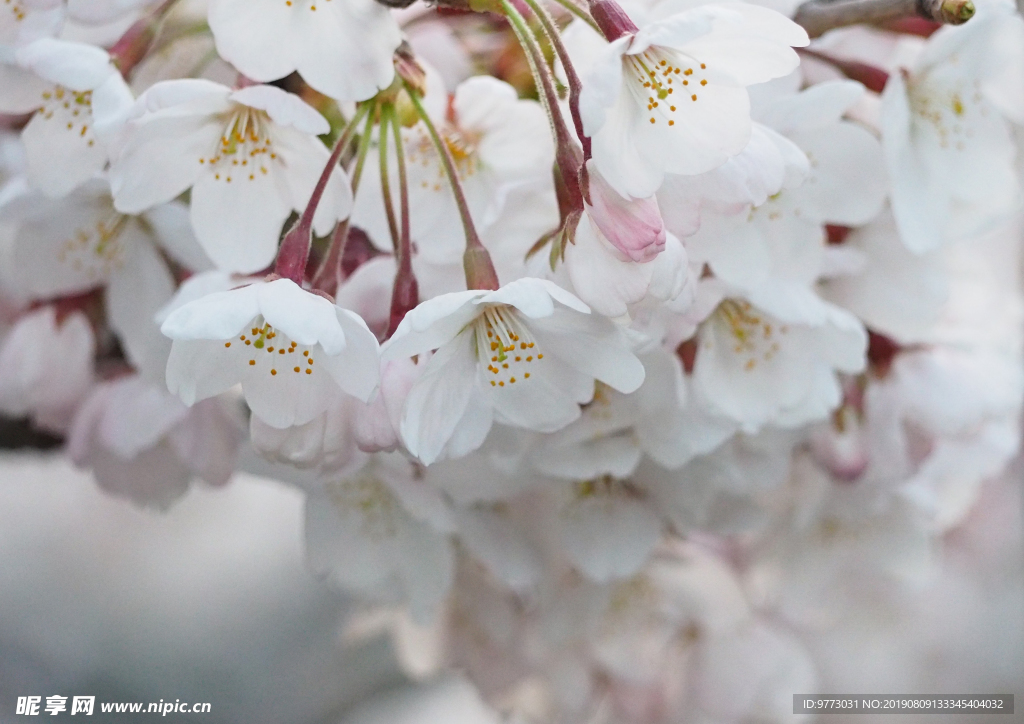 樱花