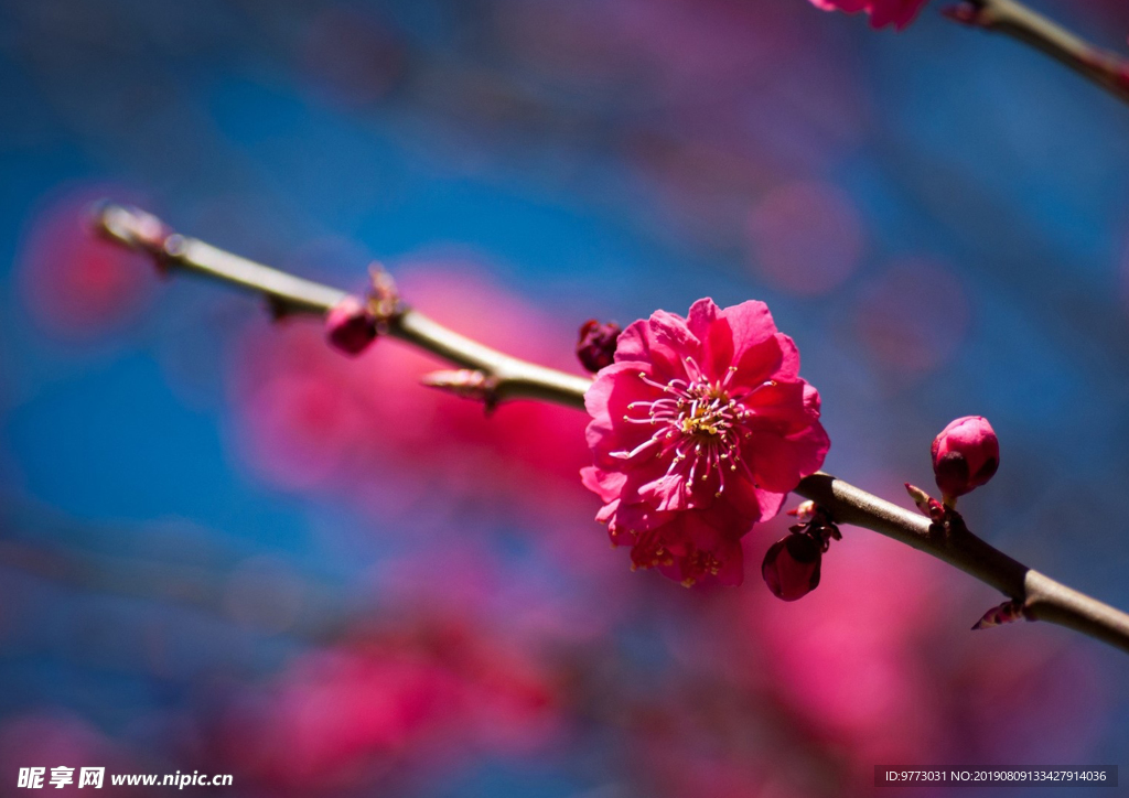 樱花