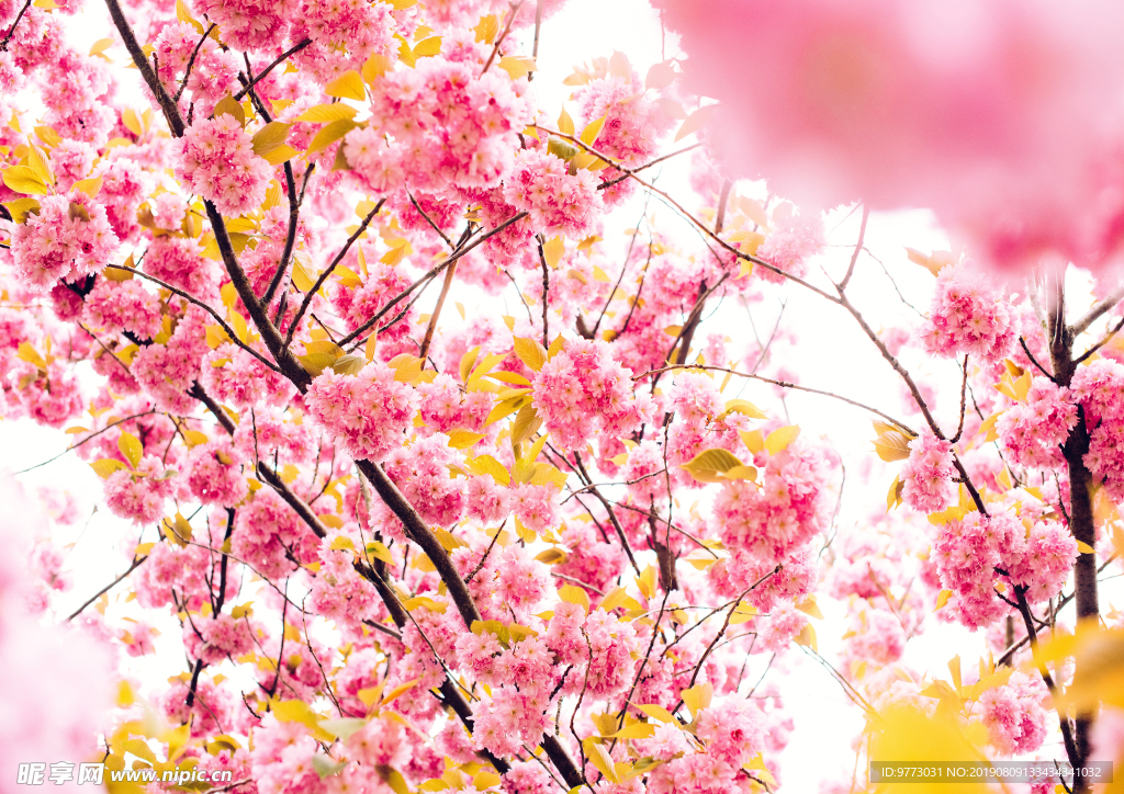 樱花