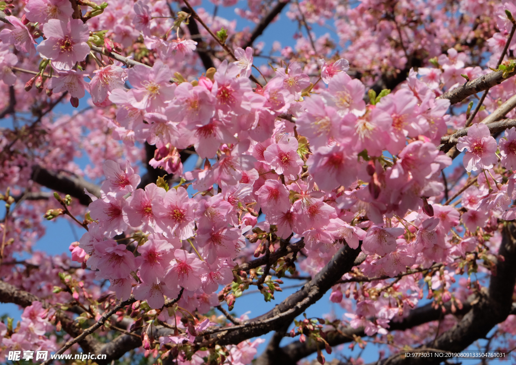 樱花