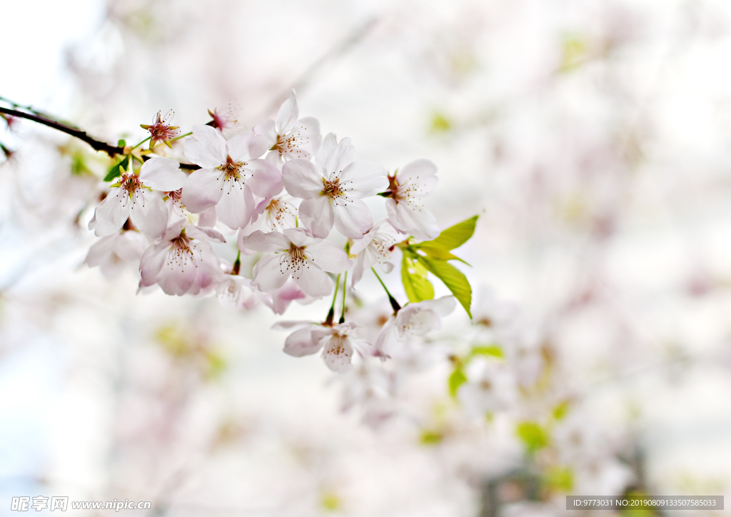 樱花