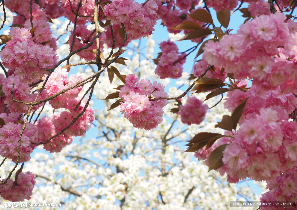 樱花