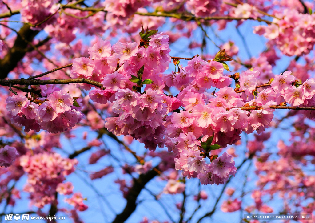 樱花