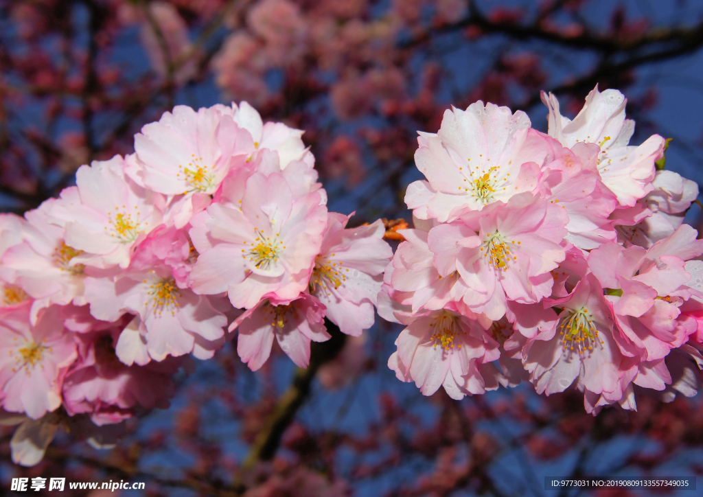 樱花