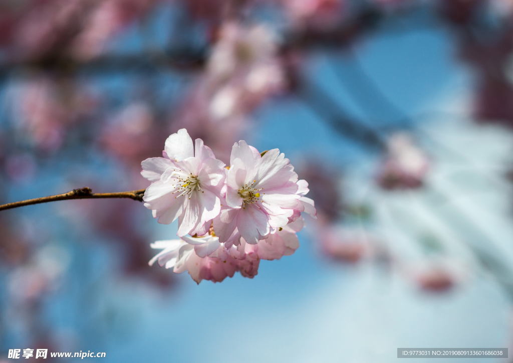 樱花