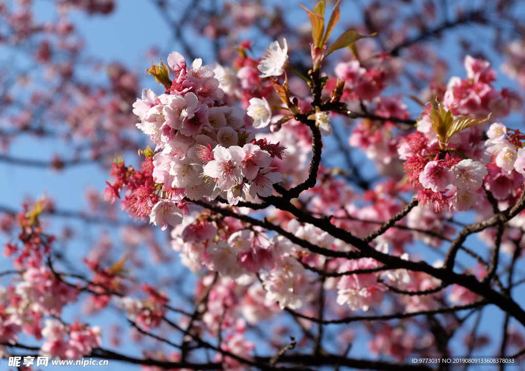 樱花