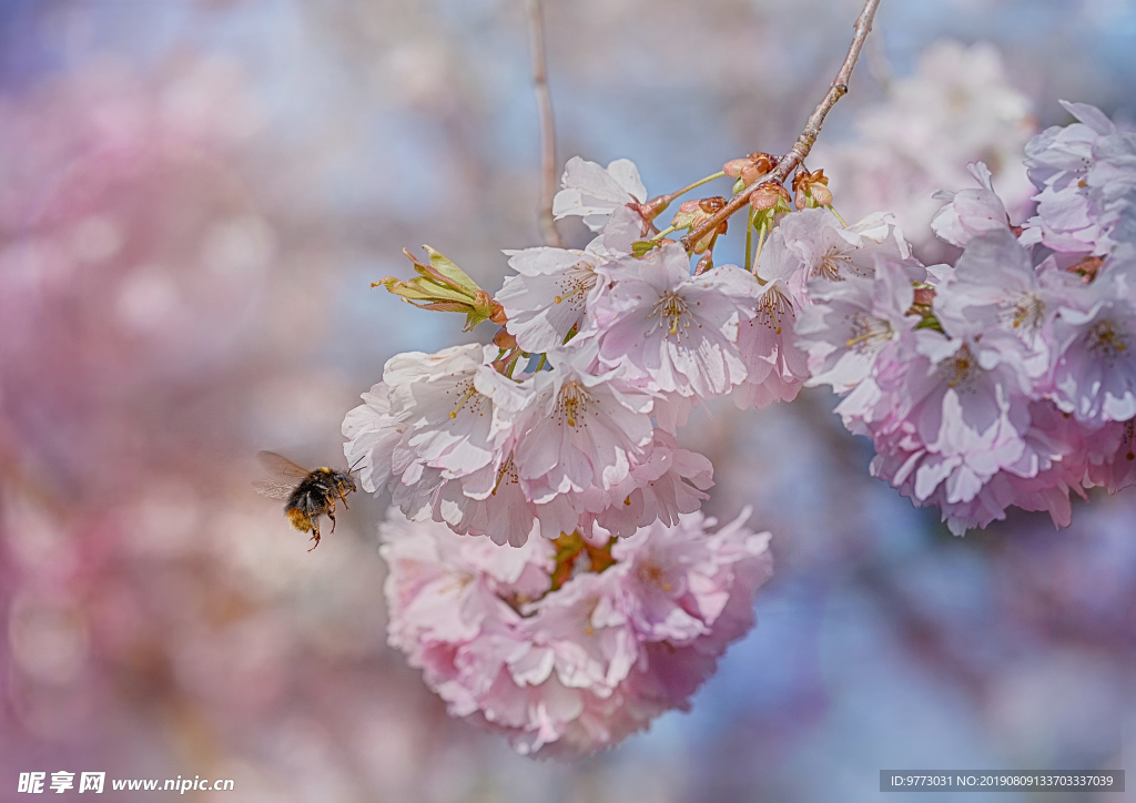 樱花