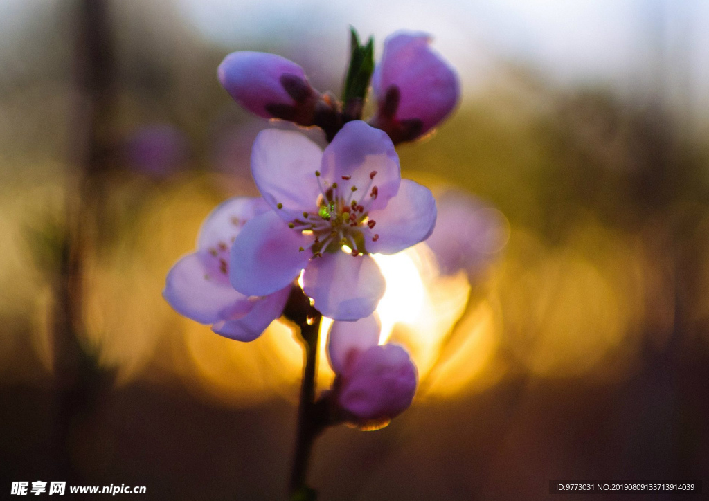 樱花