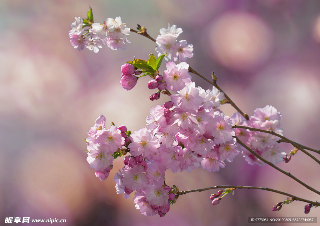 樱花