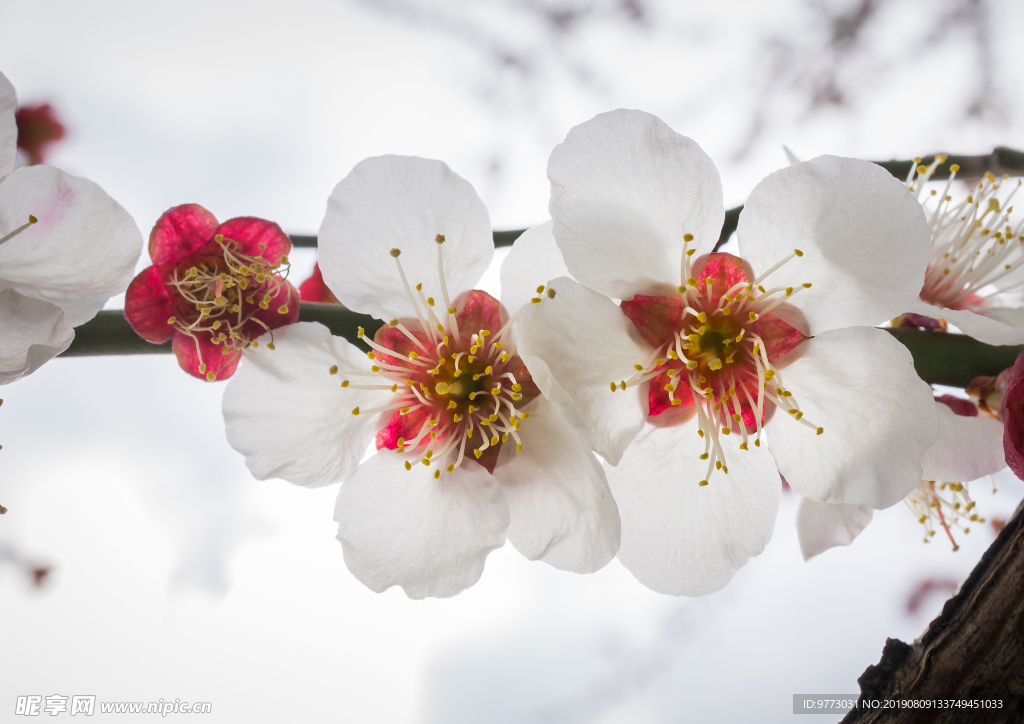 樱花