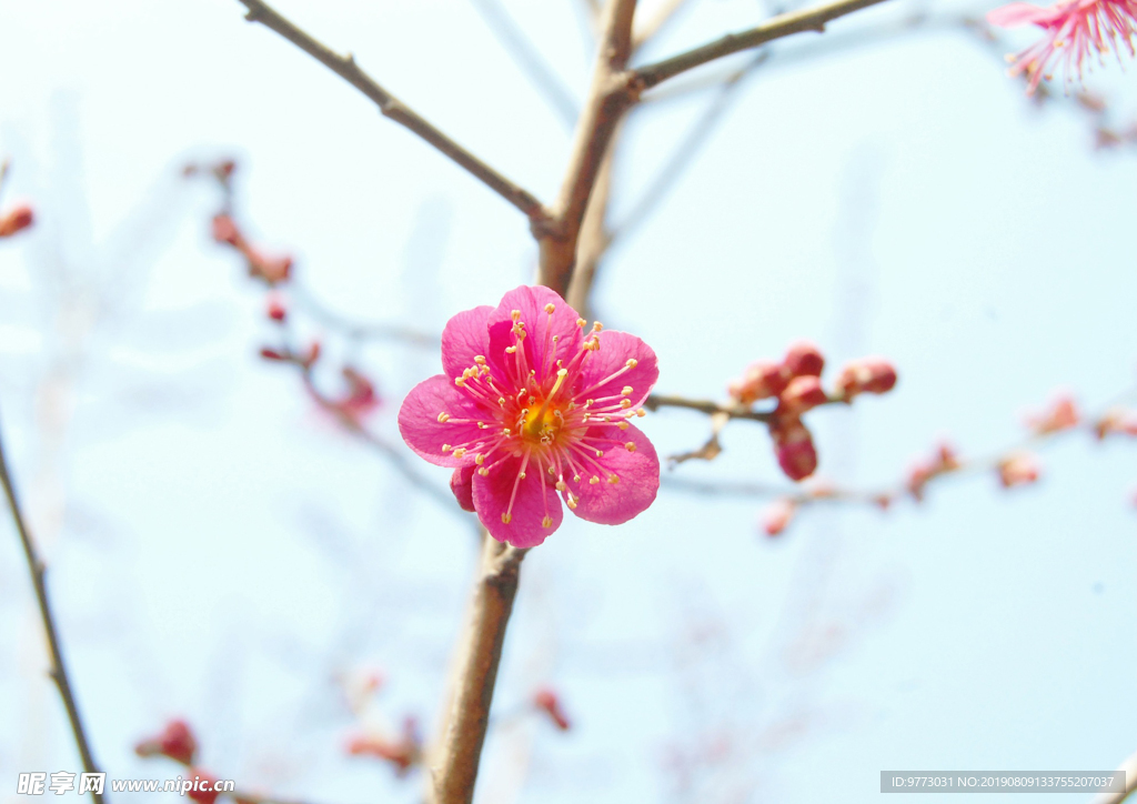 樱花