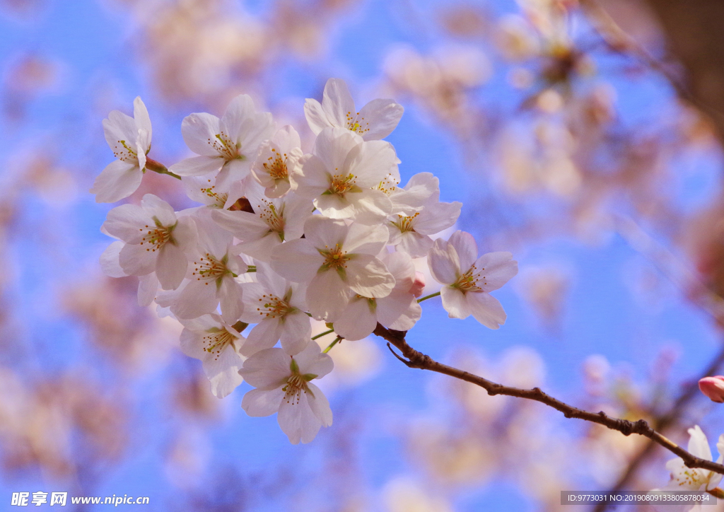 樱花