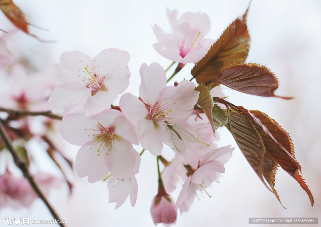 樱花