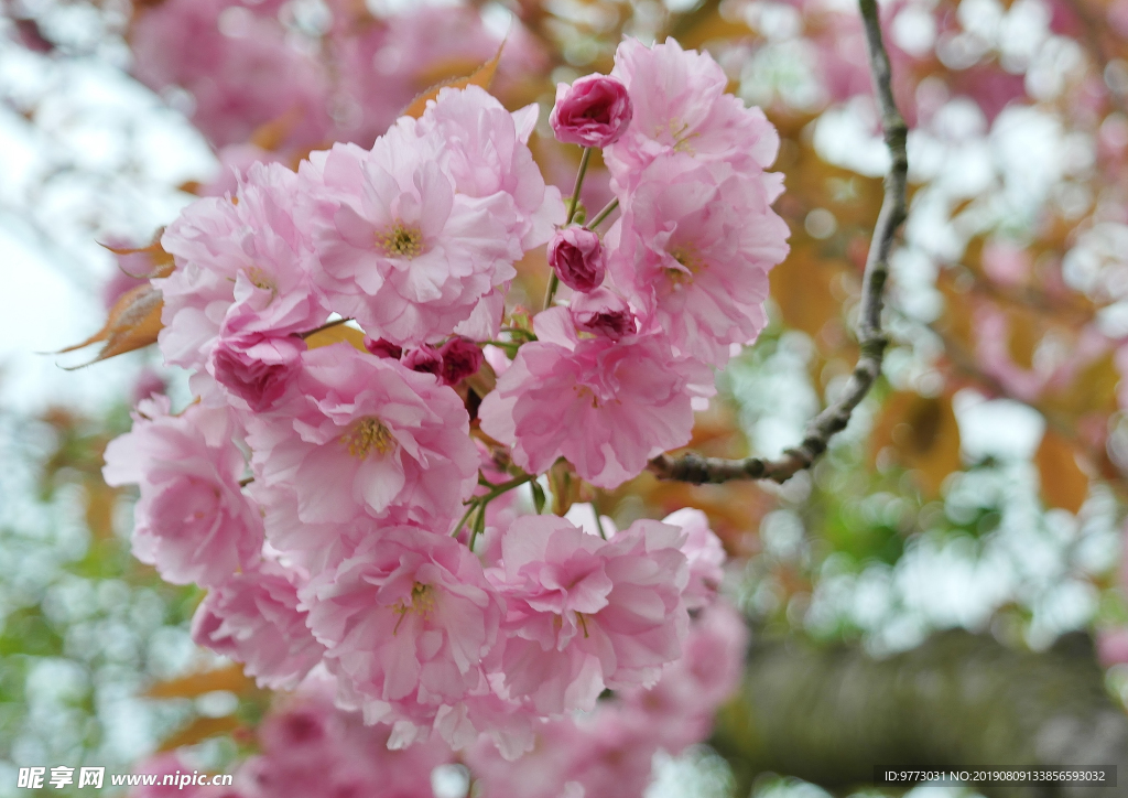 樱花