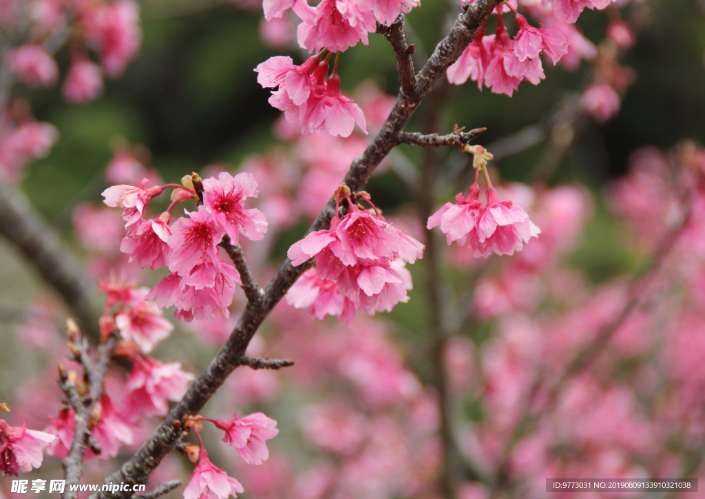 樱花